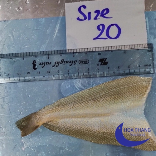 FROZEN SILAGO BUTTERFLY FILLET ( KISU FILLET)