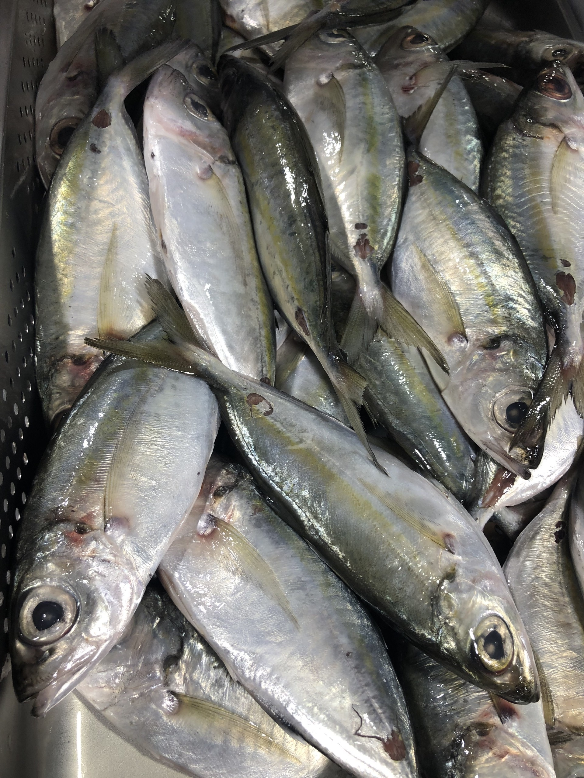 Meaji Fish FROZEN MEAJI FILLET IQF